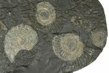 Fossil Ammonite Cluster - Posidonia Shale, Germany #368180-1